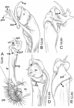 Desmoxytes euros sp. n. (paratype) – right gonopod. 