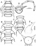 Desmoxytes flabella sp. n. (male paratype). 