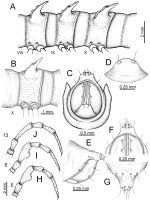 Desmoxytes flabella sp. n. (male paratype) 