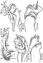 Desmoxytes flabella sp. n. (paratype) – right gonopod.