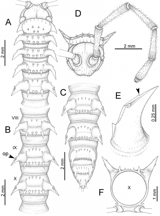 Desmoxytes golovatchi  (male paratype). 