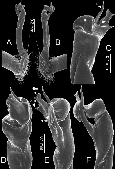 Desmoxytes golovatchi sp. n. (paratype) – right gonopod.