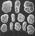Paratrochammina simplissima (Cushman & McCulloch) identified specimens