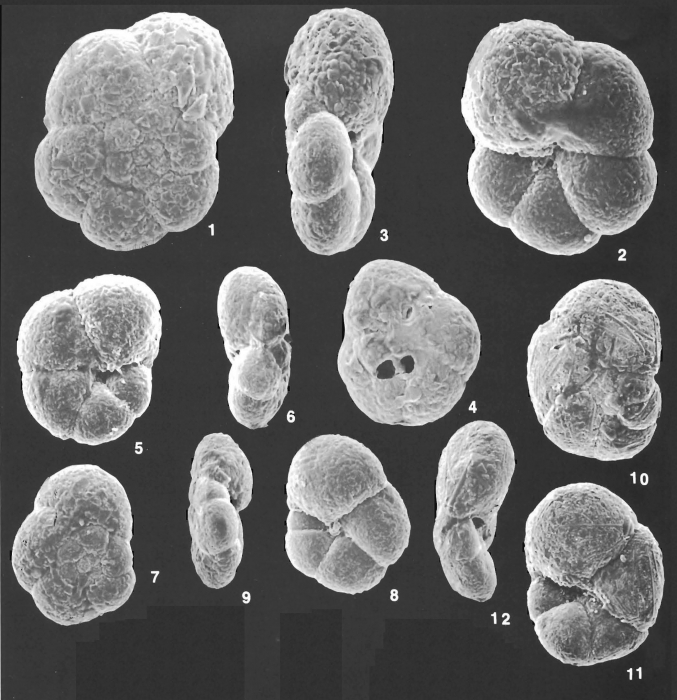 Paratrochammina simplissima (Cushman & McCulloch) identified specimens Paratrochammina simplissima (Cushman & McCulloch) identified specimens