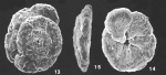 Trochammina squamiformis Cushman & McCulloch identified specimen