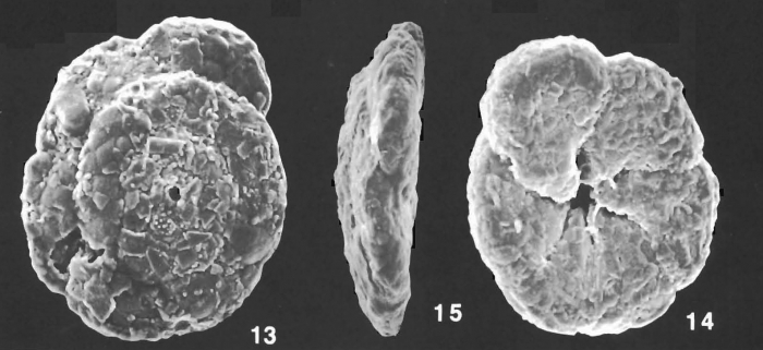 Trochammina squamiformis Cushman & McCulloch identified specimen Trochammina squamiformis Cushman & McCulloch identified specimen