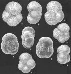 Trochammina hadai Uchio identified specimens