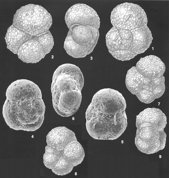 Trochammina hadai Uchio identified specimens Trochammina hadai Uchio identified specimens