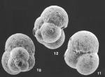 Trochamminopsis parvus Bronnimann & Whittaker identified specimen