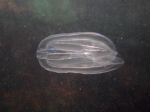 Ctenophora (Sea gooseberries)
