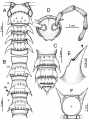 Desmoxytestaurina(Pocock, 1895), lectotype., author: Srisonchai et al., 2018