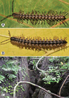 Desmoxytes terae (Jeekel, 1964) (specimens from Tham Tone Din) and habitat. 