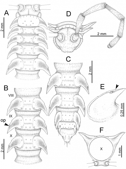 Desmoxytes terae (Jeekel, 1964), specimen from Tham Tone Din. 