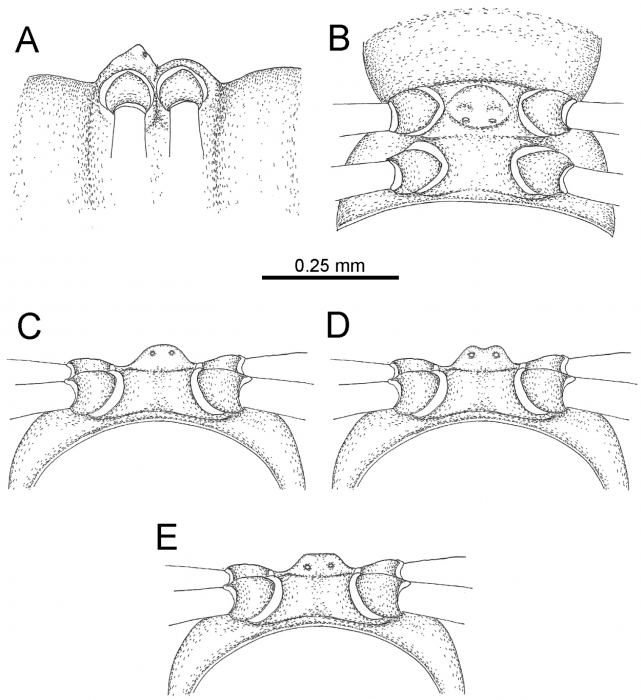 Desmoxytes terae (Jeekel, 1964), specimen from Tham Tone Din 