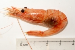 Bristled longbeak shrimp, author: Nozes, Claude