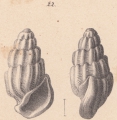 Rissoina basteroti Schwartz von Mohrenstern, 1860, author: Faber, Marien
