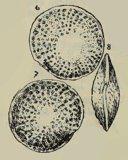 Amphistegina foveolata Egger, 1893 Amphistegina foveolata Egger, 1893