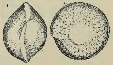 Amphistegina maculata Egger, 1893 Amphistegina maculata Egger, 1893