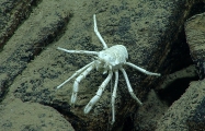 author: NOAA Okeanos Explorer Program