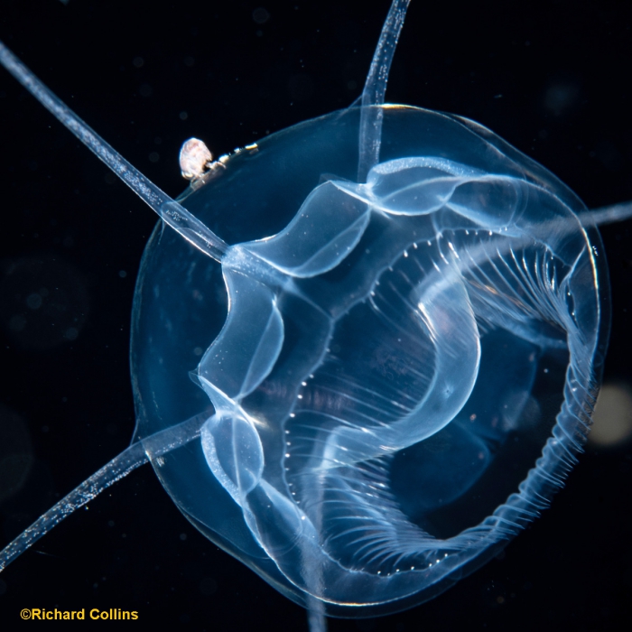 Pseudaegina rhodina medusa; Florida, western Atlantic Ocean