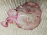 Torpediniformes