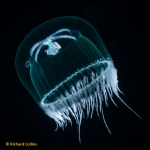 Hydrozoa (hydroids)