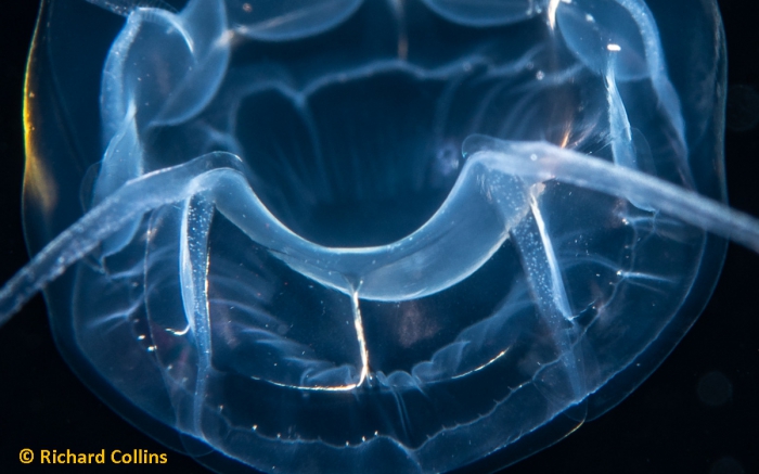 Pseudaegina rhodina medusa; Florida, western Atlantic Ocean