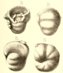 Bradyina nautiliformis Möller, 1878 