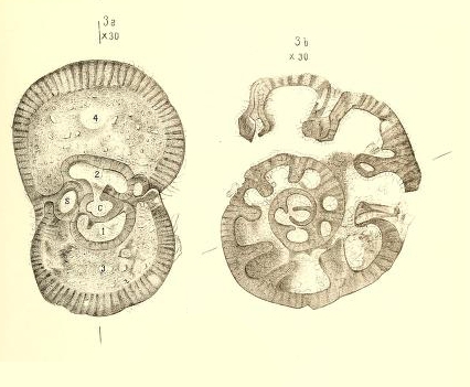 Bradyina nautiliformis Möller, 1878 Bradyina nautiliformis Möller, 1878