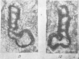 Caligella borovkensis Antropov, 1950