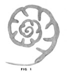 Endothyra bowmani Phillips, 1846