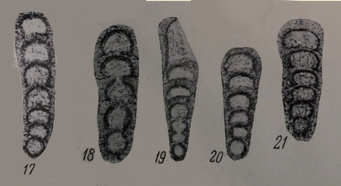 Eonodosaria evlavensis Lipina, 1950 Eonodosaria evlavensis Lipina, 1950