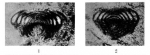 Lasiodiscus granifer Reichel, 1946