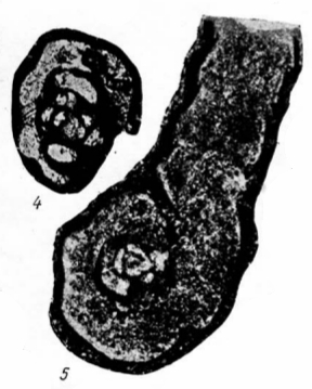Lituotubella glomospiroides Rauzer-Chernousova, 1948 Lituotubella glomospiroides Rauzer-Chernousova, 1948