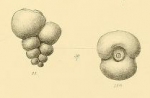 Palaeotextularia schellwieni Galloway & Ryniker, 1930