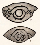 Schubertella transitoria Staff & Wedekind, 1910
