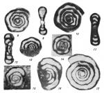Tournayella discoidea Dain, 1953
