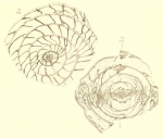Schwagerina princeps (Ehrenberg, 1842) sensu Möller, 1878