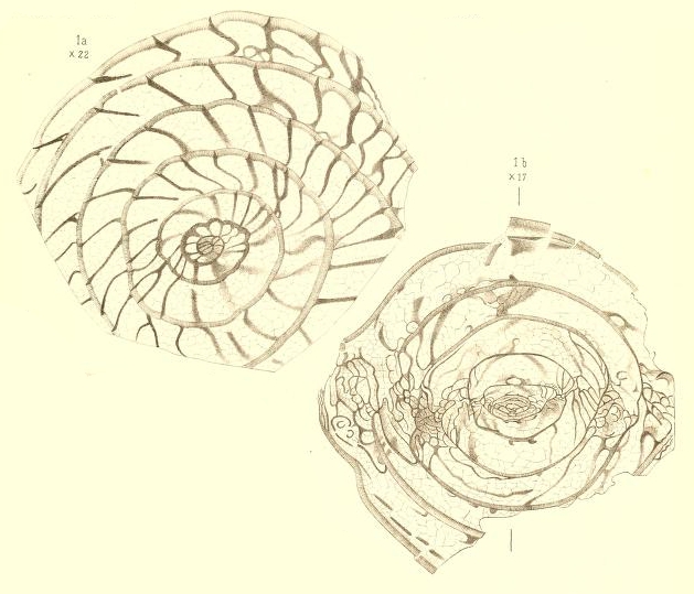 Schwagerina princeps (Ehrenberg, 1842) sensu Möller, 1878 Schwagerina princeps (Ehrenberg, 1842) sensu Möller, 1878