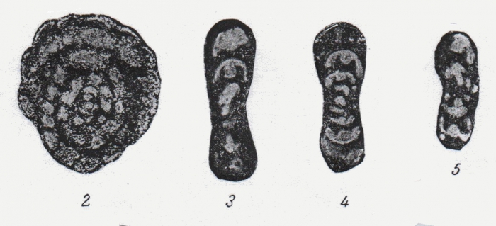 Endothyra kobeitusana Rauzer-Chernousova, 1948 Endothyra kobeitusana Rauzer-Chernousova, 1948