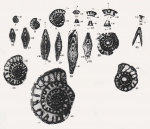 Fusulinella angulata Colani, 1924
