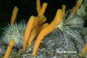 Isodictya rigida, author: Neil McDaniel