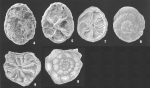 NOT Rotaliammina chitinosa (Collins) identified specimens = Rotaliammina sp. 1 in opinion of Parker (2009)