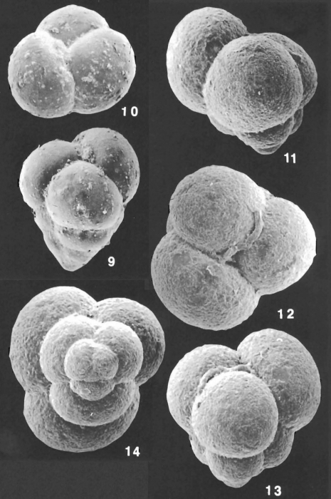 Eggerella bradyi (Cushman) identified specimens Eggerella bradyi (Cushman) identified specimens