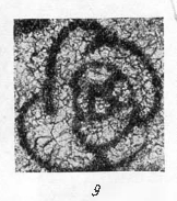 Endothyra glomiformis Lipina, 1948 Endothyra glomiformis Lipina, 1948
