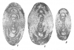 Uralodiscus librovichi Malakhova, 1973
