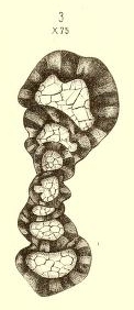 Spirillina subangulata Möller, 1879 Spirillina subangulata Möller, 1879