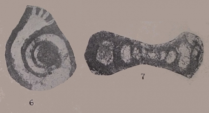 Forschia subangulata (Möller, 1879) Forschia subangulata (Möller, 1879)