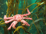 Lithodes santolla in the Beagle Channel - Tierra del Fuego - Argentina, author: Mariano Rodrguez