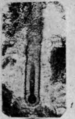 Syzrania bella Reitlinger, 1950 Syzrania bella Reitlinger, 1950